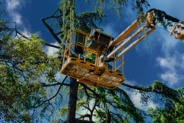 Reliable Northgate, OH Tree Services Solutions