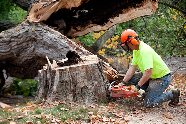 How Our Tree Care Process Works  in  Northgate, OH